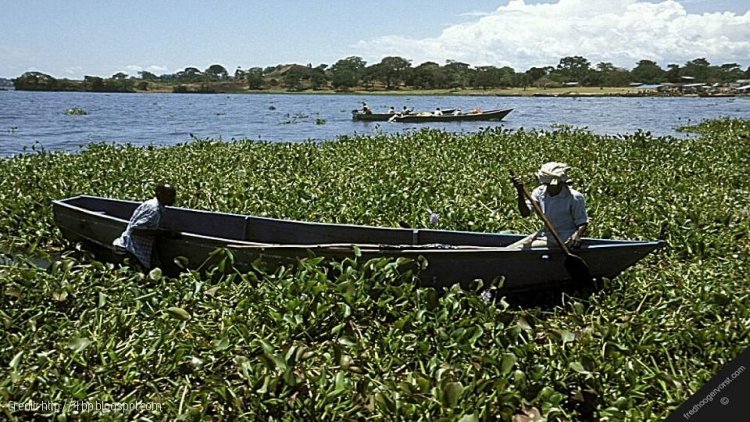Firm seeks to Generate Electricity from Lake Victoria Hyacinth